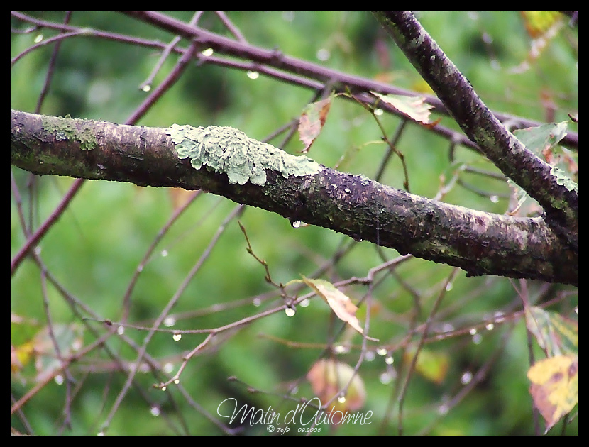 Matin d'Automne