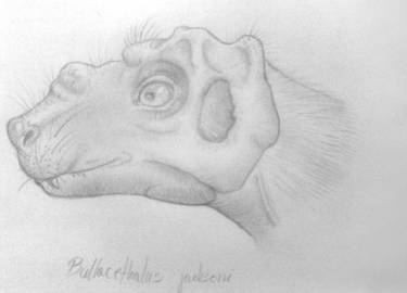 Bullacephalus