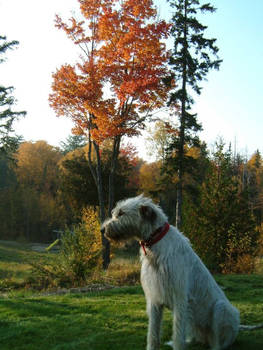 Allie Likes the Fall