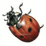 Sevenspotted lady beetle