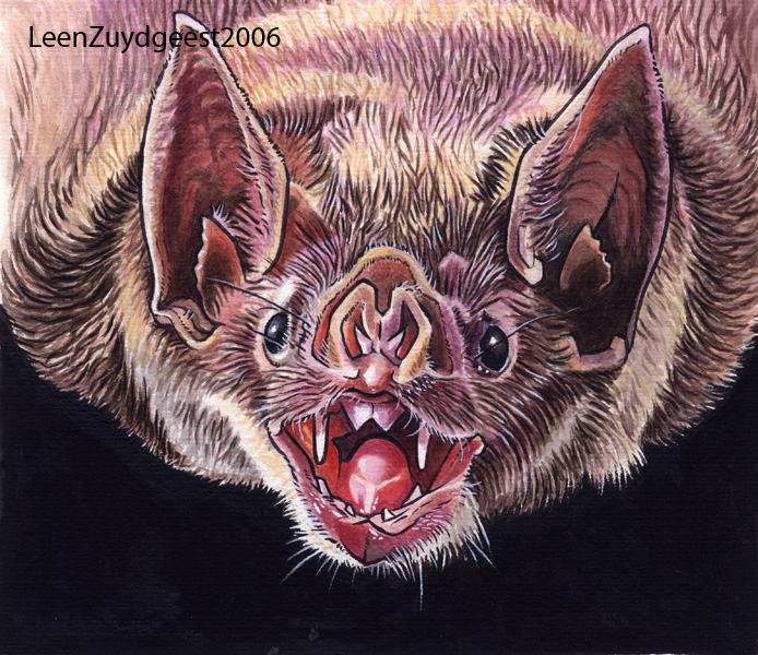 vampire bat head