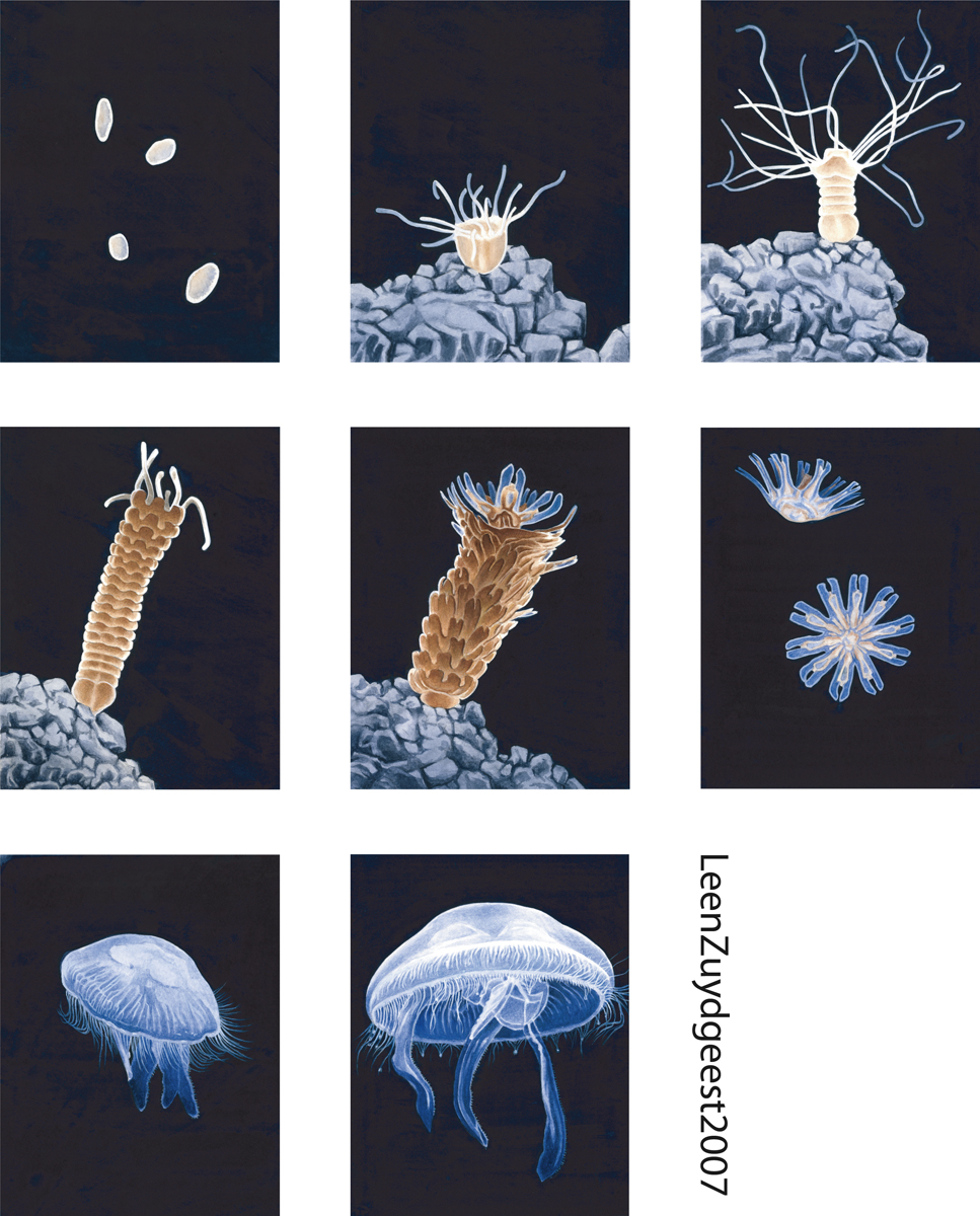 Jellyfish lifecycle