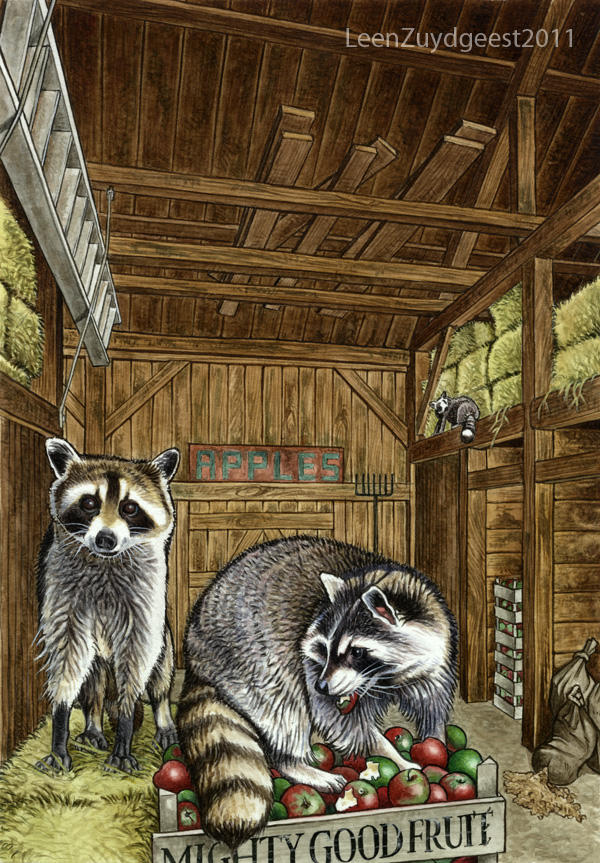 Barnyard Raccoon Raccoons in a barn by LeenZuydgeest on DeviantArt