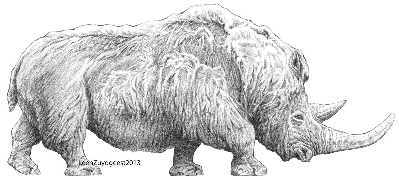 Woolly Rhino By Leenzuydgeest On Deviantart