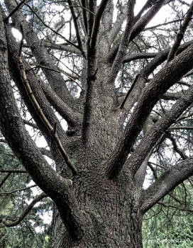 Blue atlas cedar