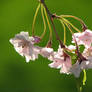 Pink Blossoms