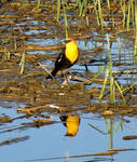 Yellow Headed Blackbird by dreaming-of-serenity