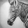 Baby Zebra-Tuari