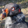 Pip-King Vulture