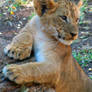 Lion Cubs 2