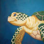 Green Sea Turtle