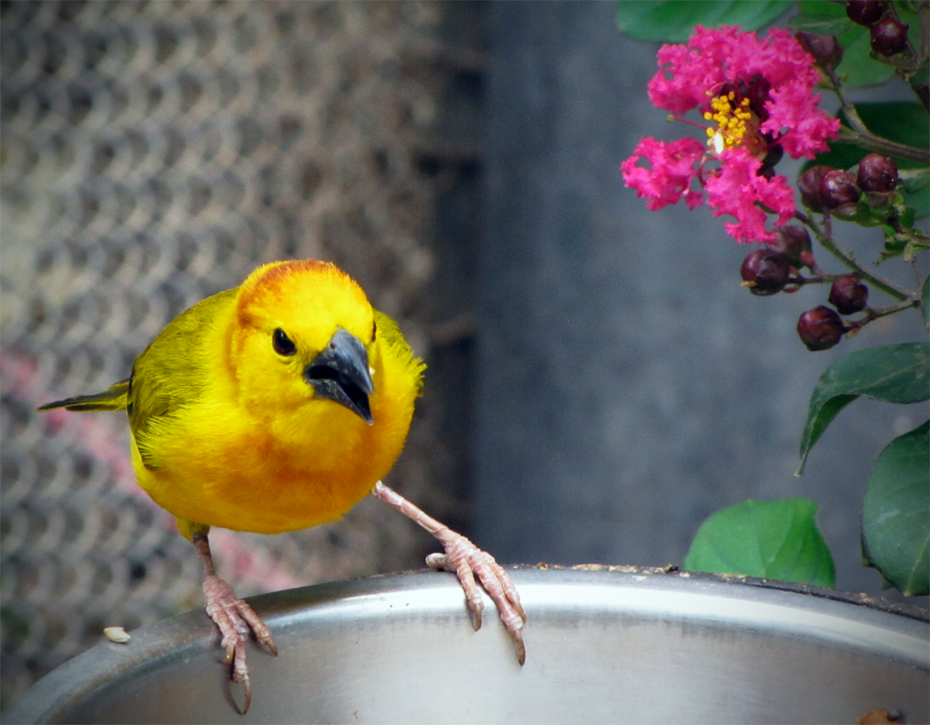 Golden Palm Weaver