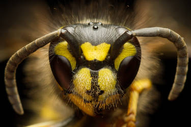 Common Wasp (front view)