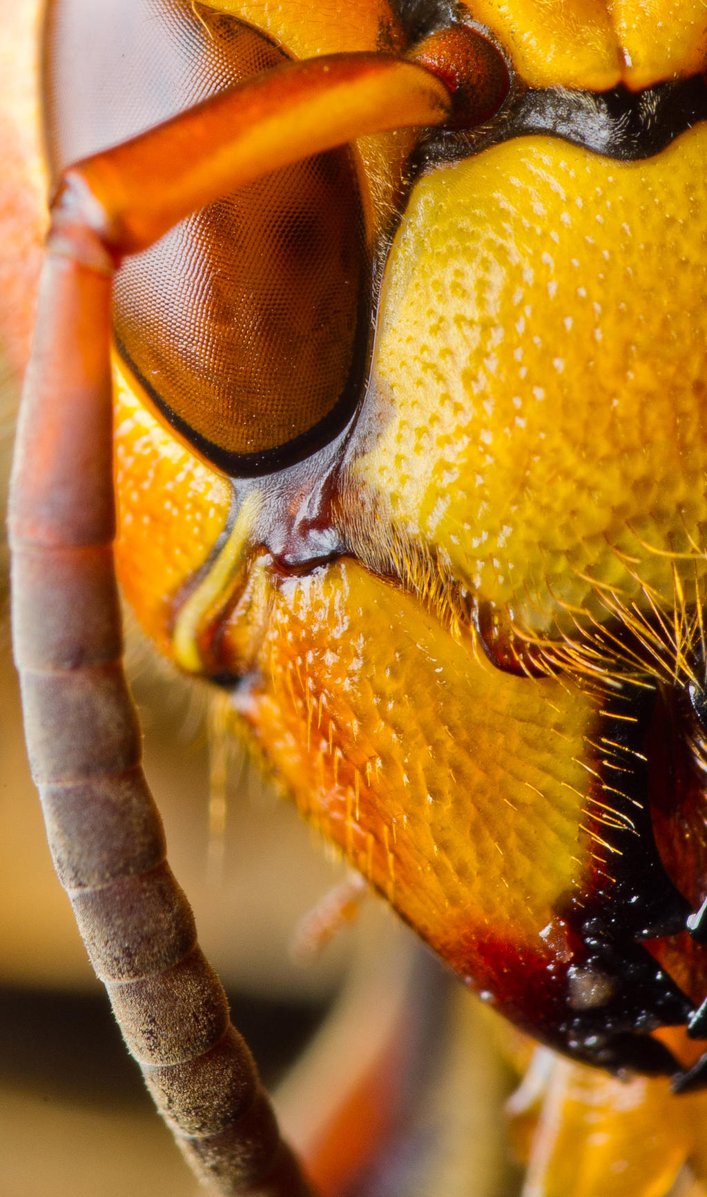 Face to Face with a Hornet