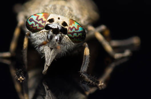 Common Horse Fly (frontal view)