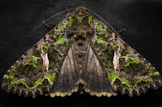 Orache Moth