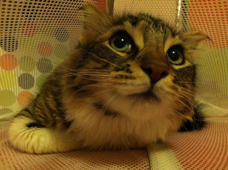 My kitty Chanel