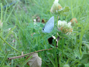 Butterfly In the Grass