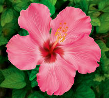 Hibiscus Flower