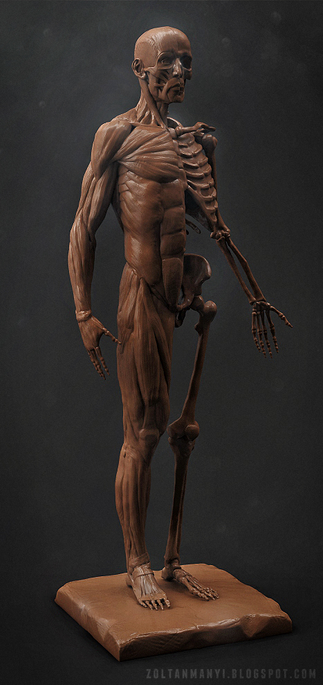 Anatomy study