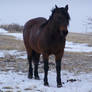 horse in snow stock 1