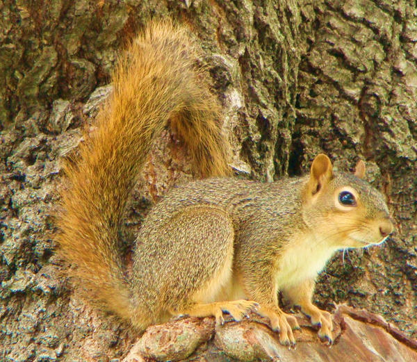 Furry-tailed Tree Rat by frazzled-mage on DeviantArt