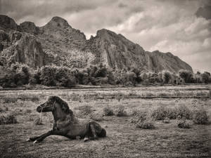 Horse and Landscape in Laos