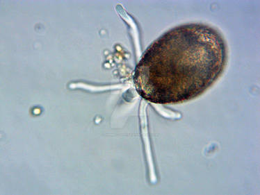 Explore the Best Difflugia Art | DeviantArt