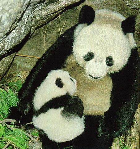 panda family