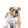 English Bulldog