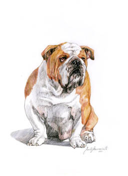 English Bulldog