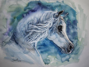 Grey Arabian horse