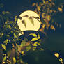 moon on fence