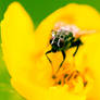 Fly