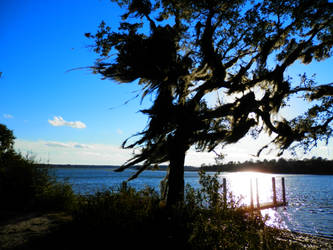 Windy Day by the River