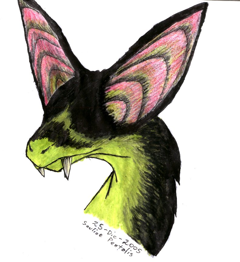 Chiroptera from Nuj -- Face