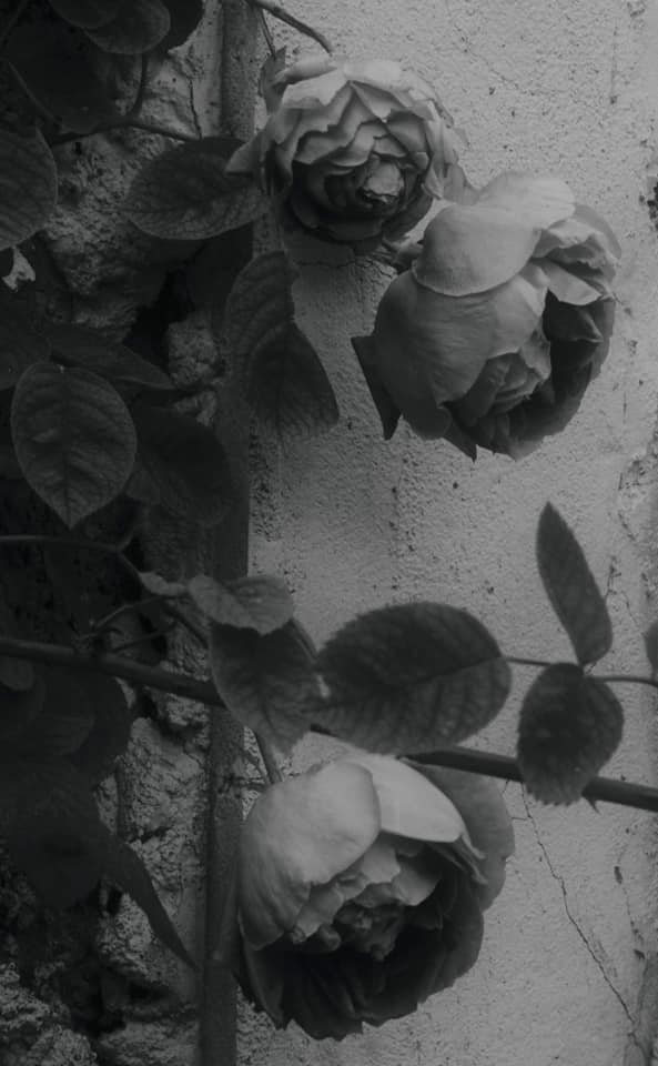 Rosas grises by Nostalgievicious on DeviantArt