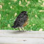 Baby Robin