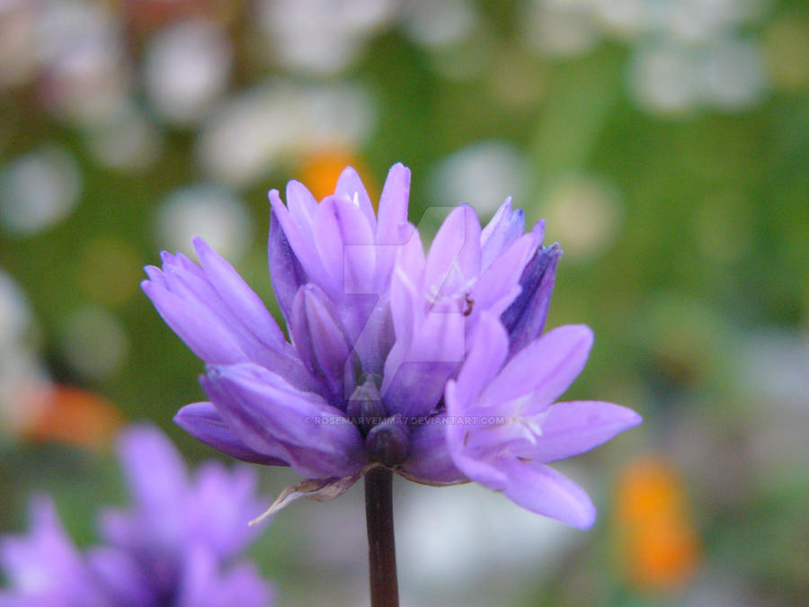 Flower by rosemaryemma7 on DeviantArt
