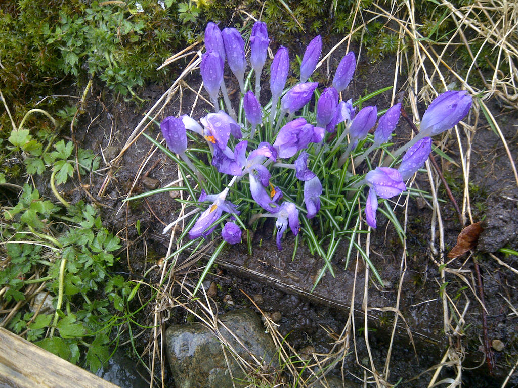 march crocus by ekaksenofont on DeviantArt
