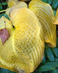 Precious Hosta fabric   