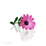 Simplicity by Jules1983