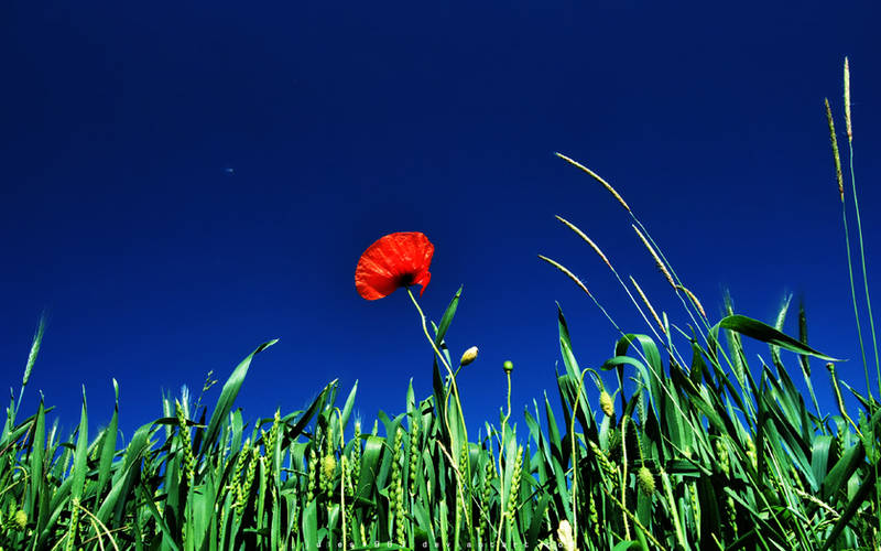 Summer Fields by Jules1983