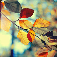 Autumn leaves