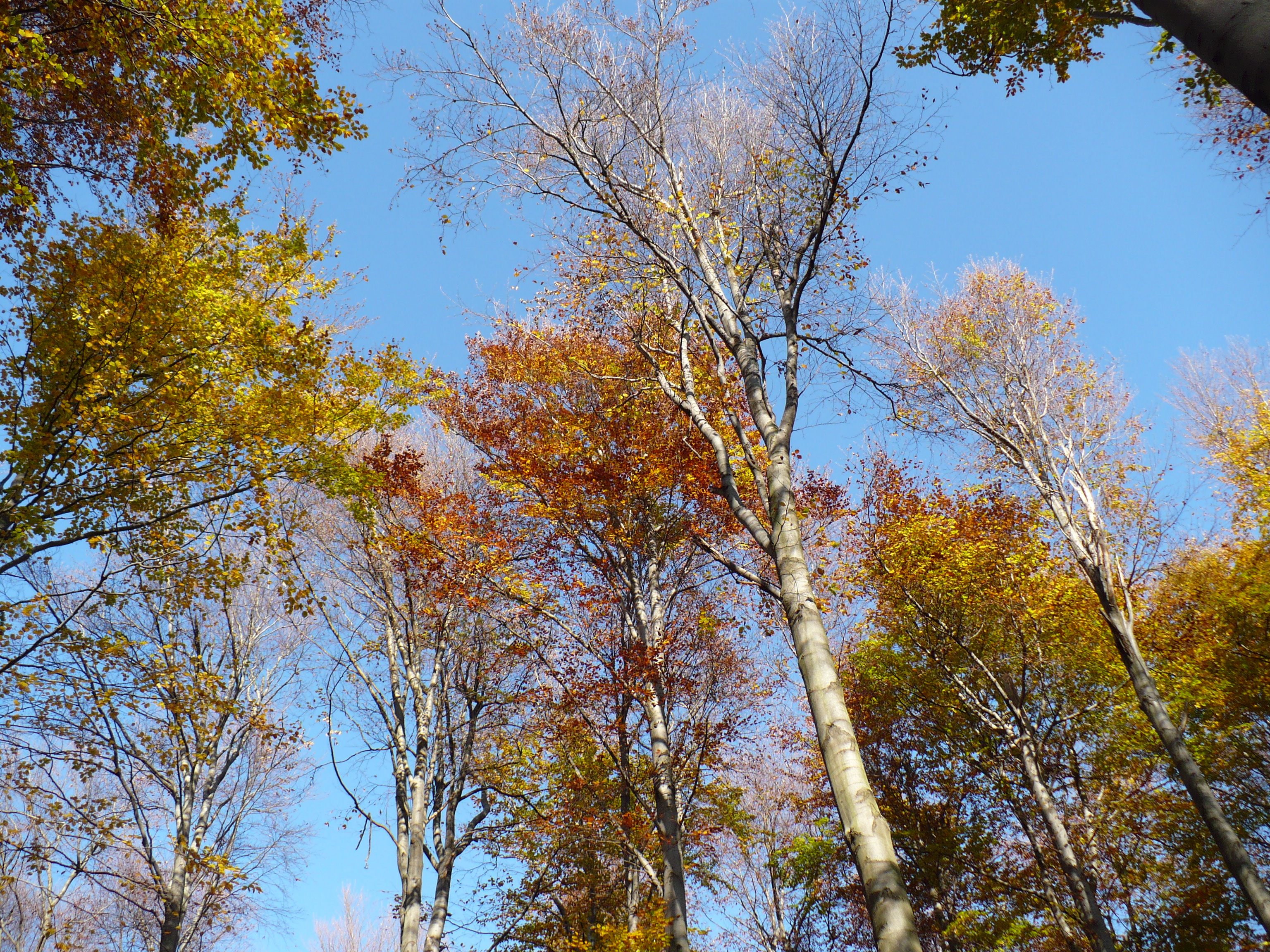 In autumn in Borzsony 1