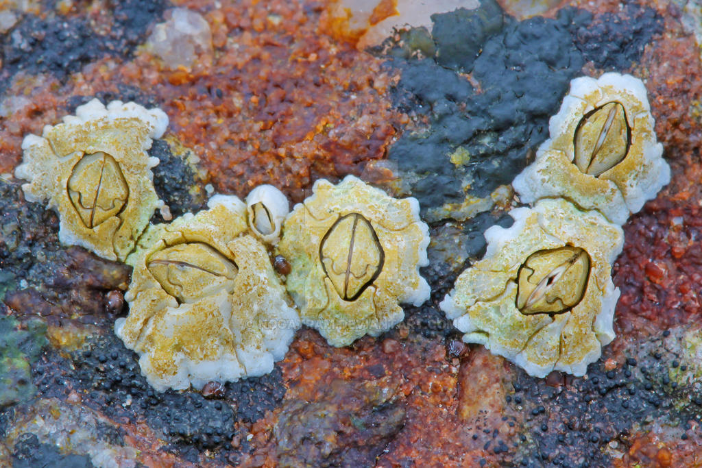 Semibalanus balanoides - Acorn Barnacle by nogatram on DeviantArt