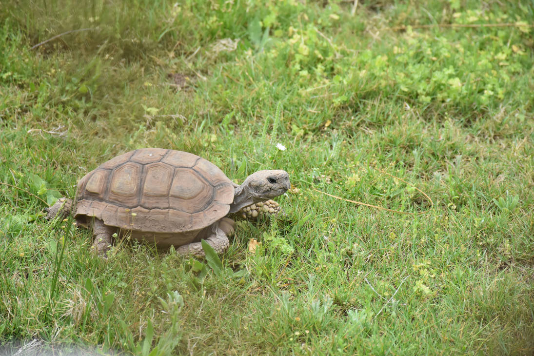 Chelonoidis chilensis by PeponeNRC on DeviantArt