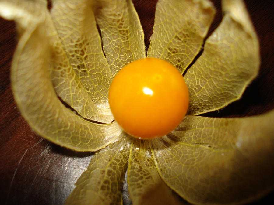 orange flower