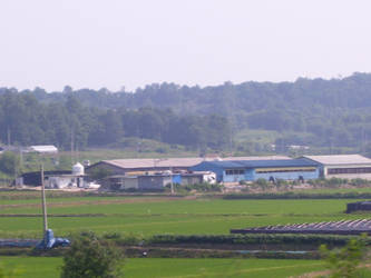 More rice fields