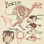 Borzoi Study